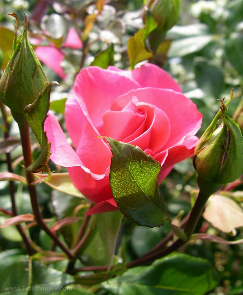 rose romanze lachsfarben